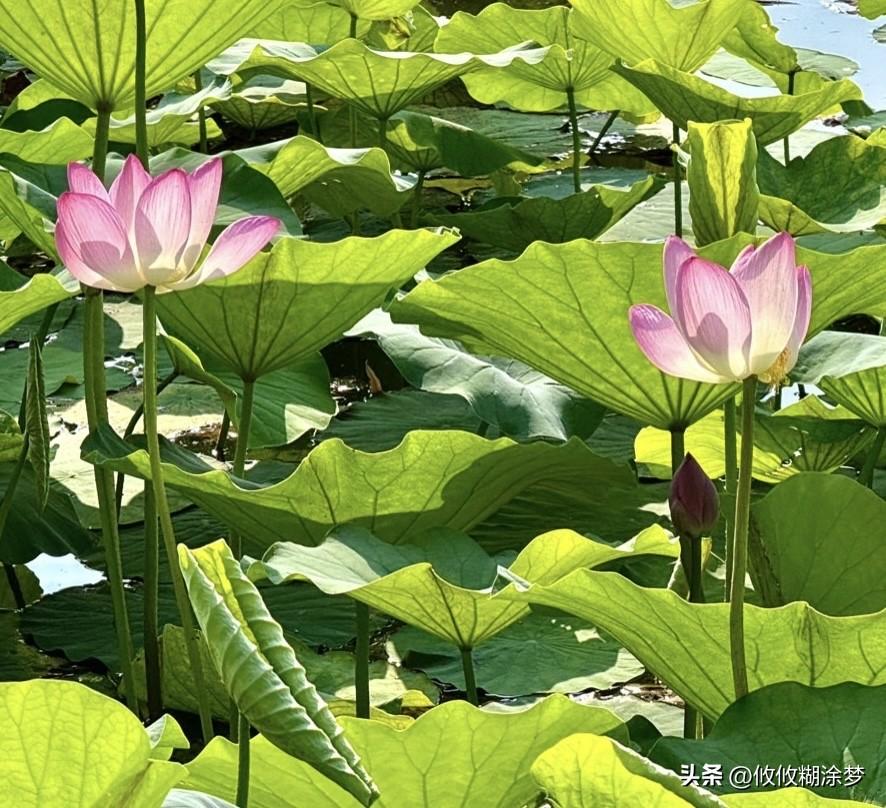 一个家庭如果夫妻不和，
这个家想想就过的压抑，
一个家一定是需要夫妻齐心经营，