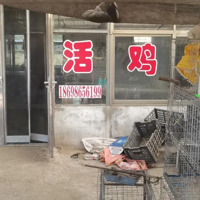我们三个人，昨天开车近百公里，又去普兰店养鸭王屠户家抓鸭子去了。王屠户养的鸭子从