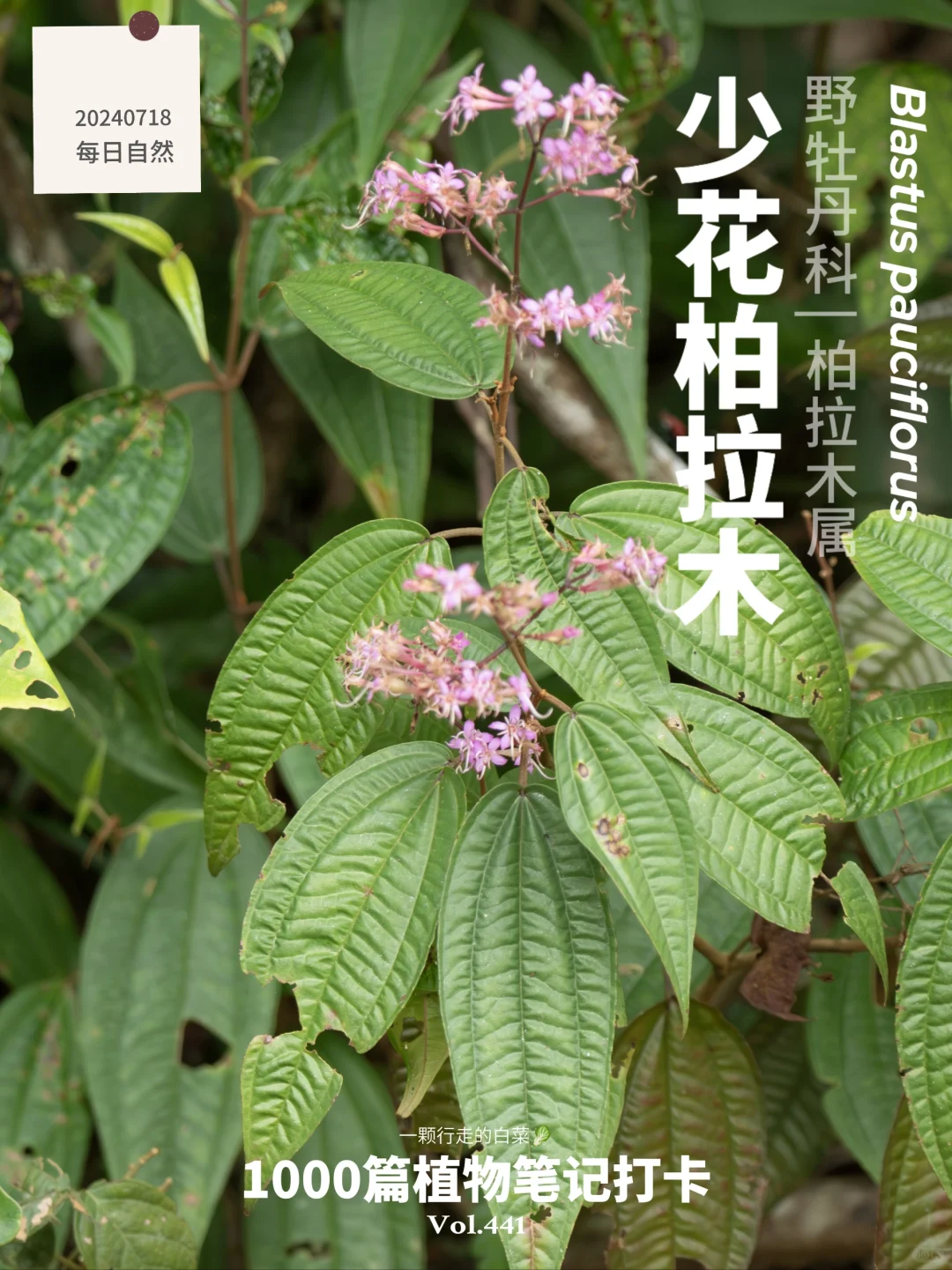 植物笔记441 | 林下小紫花的传粉心机