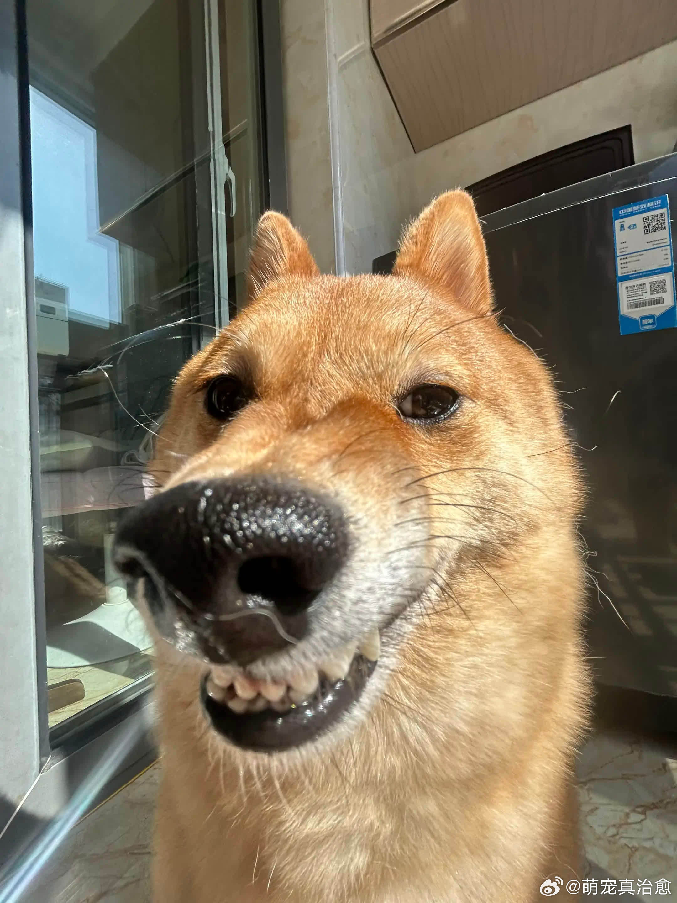 不敢问你喜欢什么样的男孩 哥怕完全符合。萌宠宠物