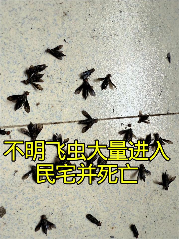 不明飞虫大量进入民宅并死亡。
