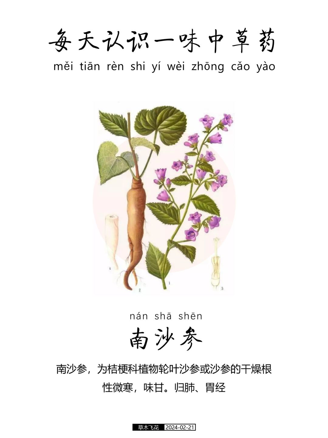 每天认识一味中草药-南沙参🍀