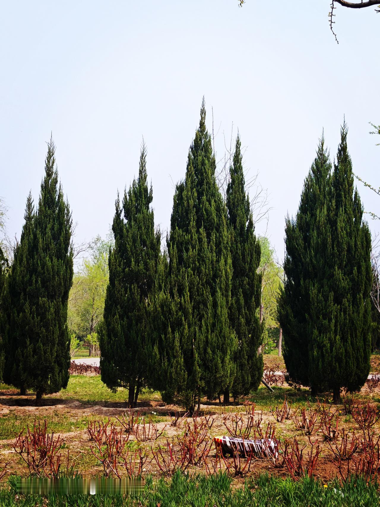 城市绿心森林公园~休闲娱乐运动好地方~柏树