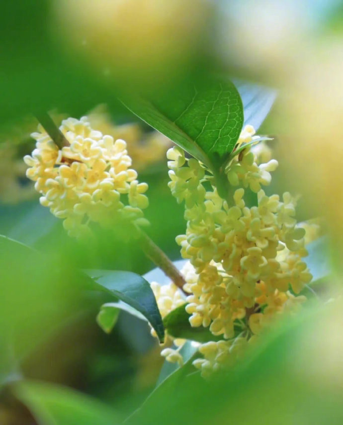 一年好处，桂花时节 ​​​