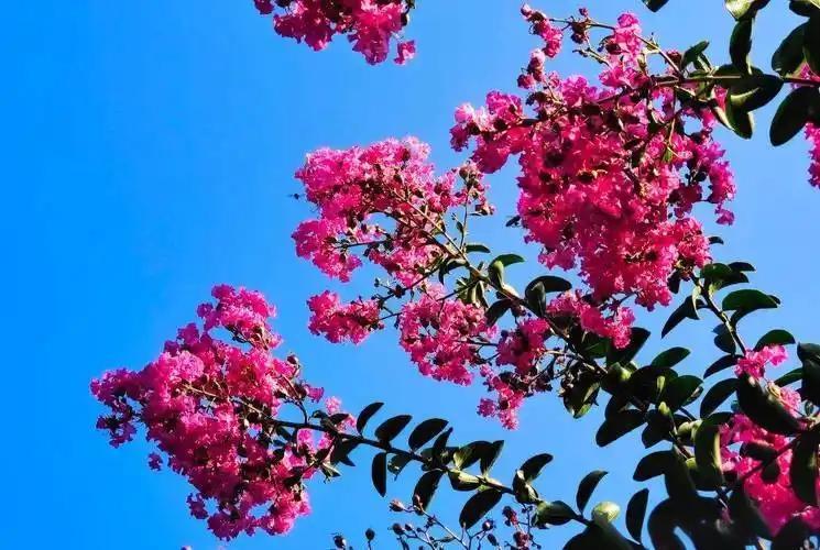 上联：千里难寻千里马
下联：百日常开百日红