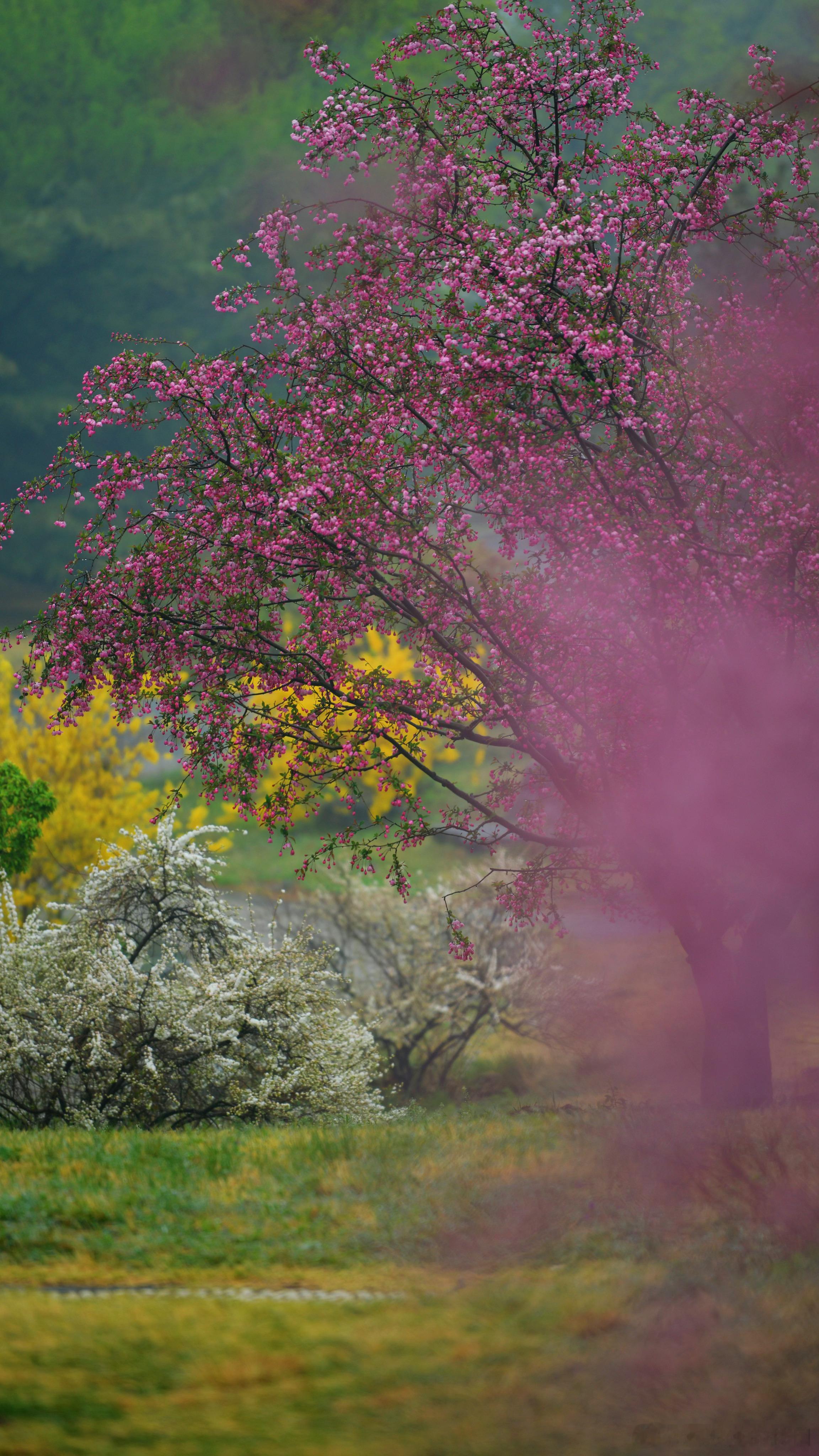 万紫千红——国家植物园 摄影