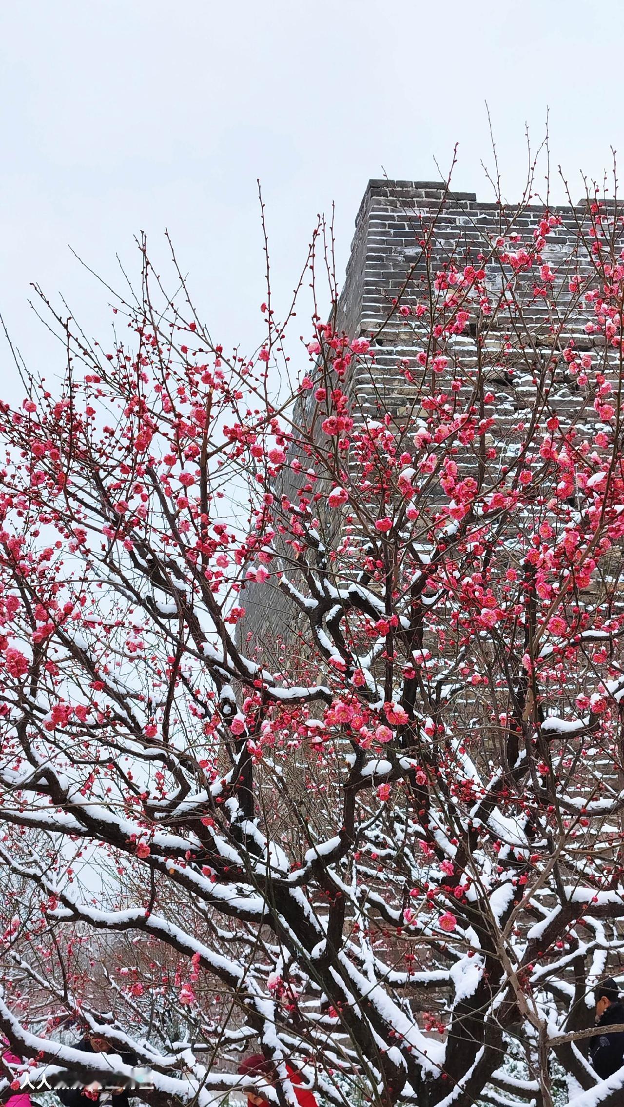 踏雪寻梅 王博生手机摄影 北京明城墙遗址公园
