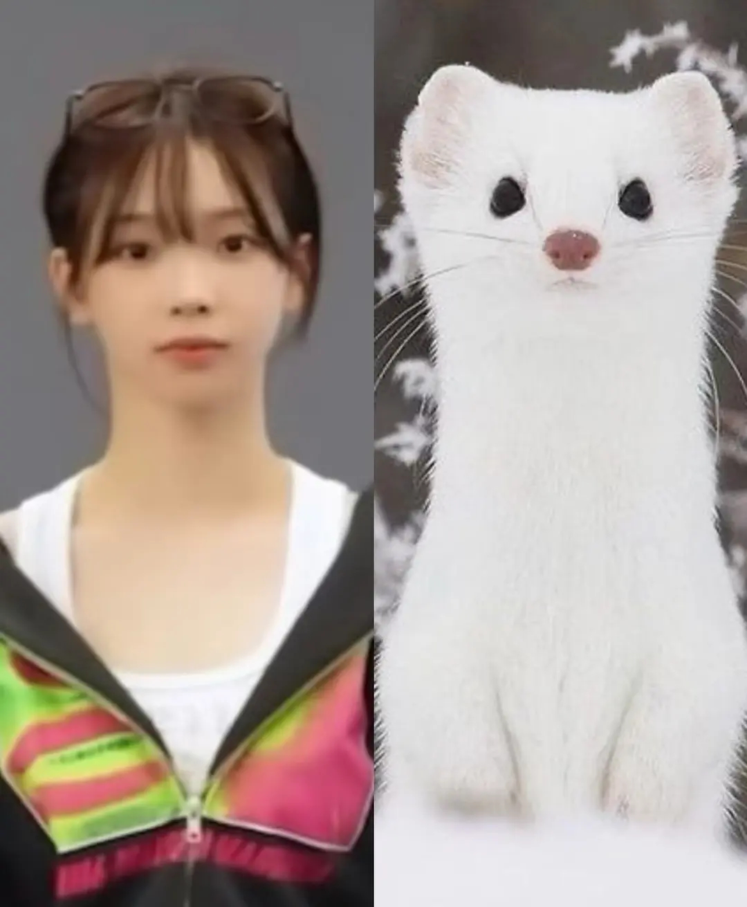 柳智敏有新动物塑了 