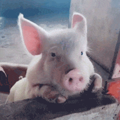 沙雕可爱表情包：撒娇十连（温馨提示：分享到wx或者电脑版可以保存表情包）