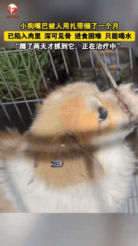 好人有好报！江苏吴江，女子发现有只流浪狗总往自家跑，她刚想收养，却看到小狗狗嘴巴