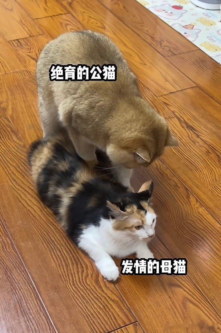 不幸福的婚姻，就是这种情况，女性多年不怀孕，弄得收养孩子。收养了孩子，不知道为什