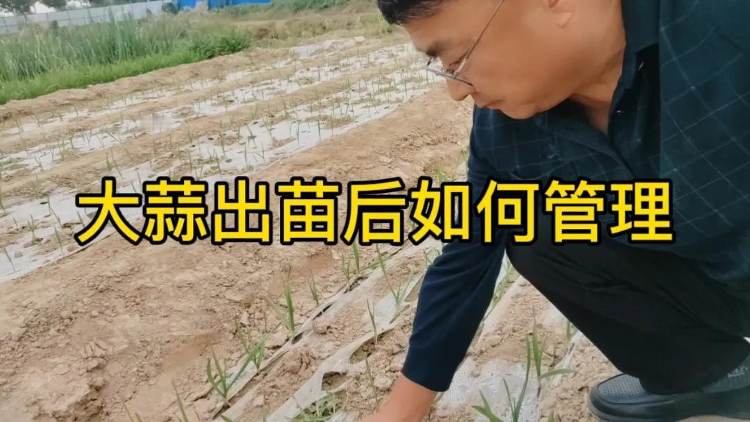 #大蒜出苗后如何管理?#大蒜出苗后，要及时查苗补缺，确保全苗。浇水不宜过多，保持