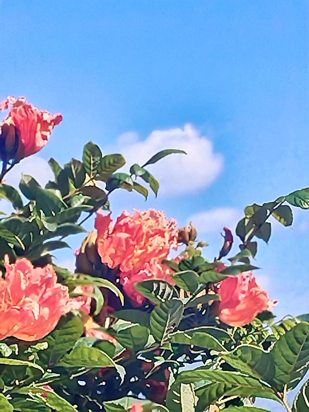 冬日生活打卡季 粉嫩的花朵绽放，蓝天白云作伴，遇到了这美境便拍了。