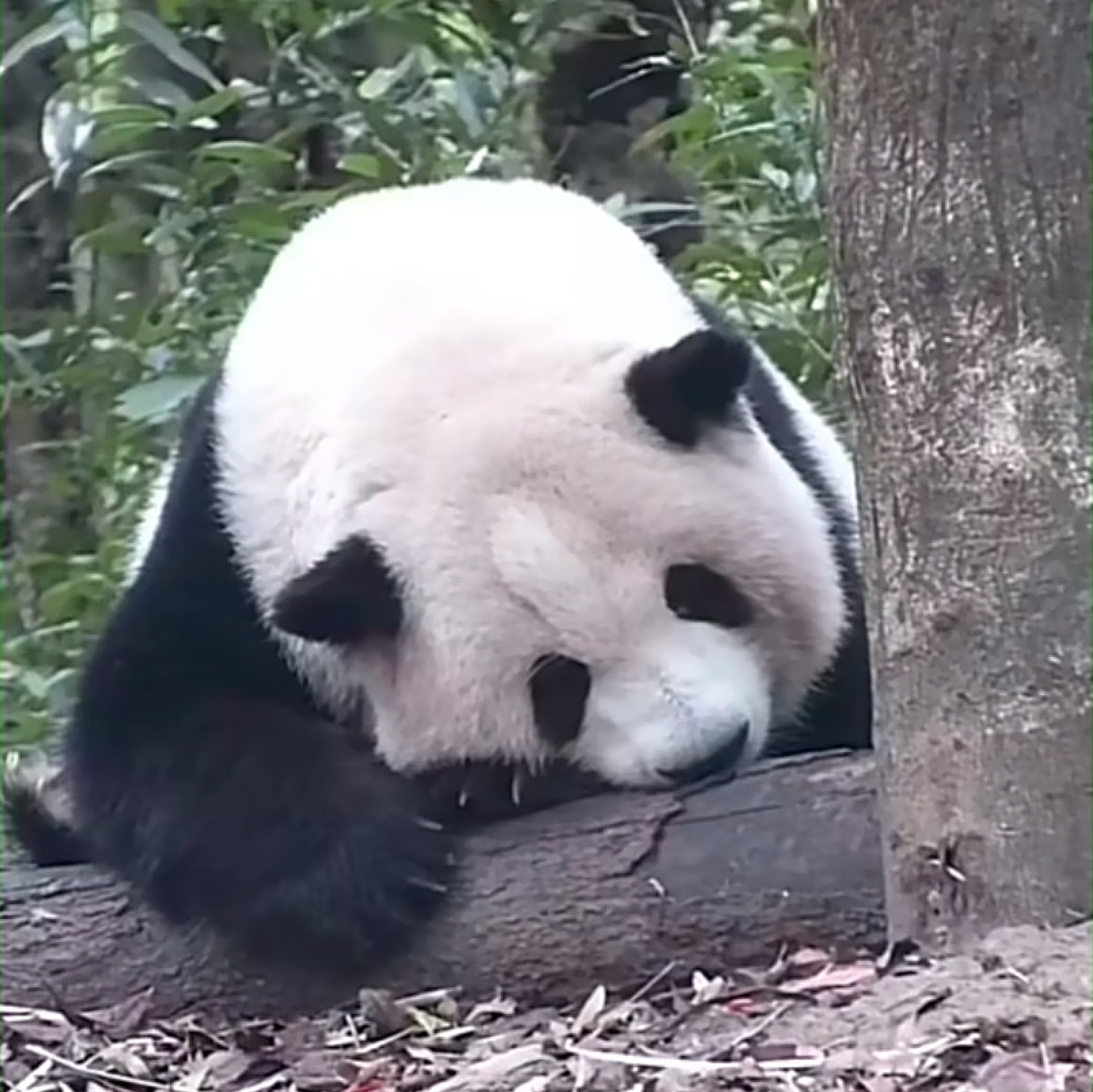 晚安宝宝 