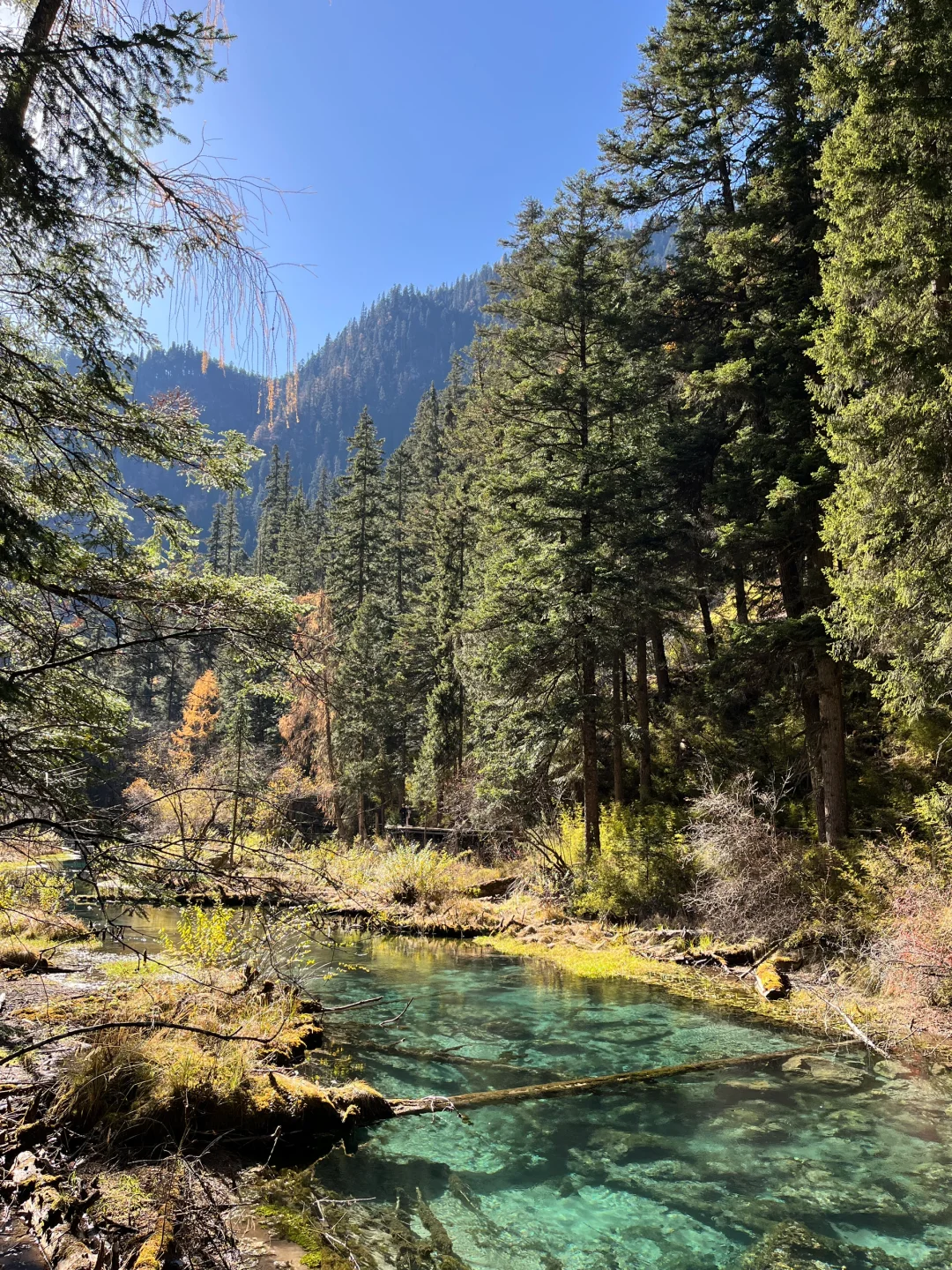 在九寨沟的秋天拍到了人生照片🏔️附攻略