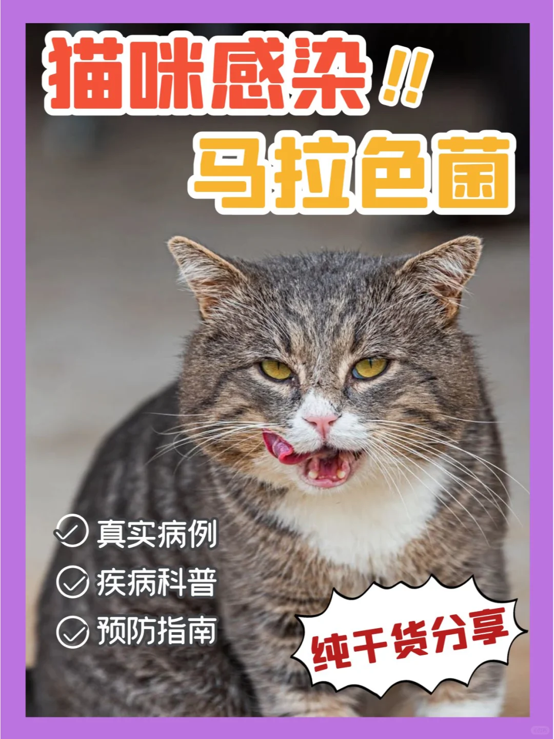 猫咪的马拉色菌感染是什么？