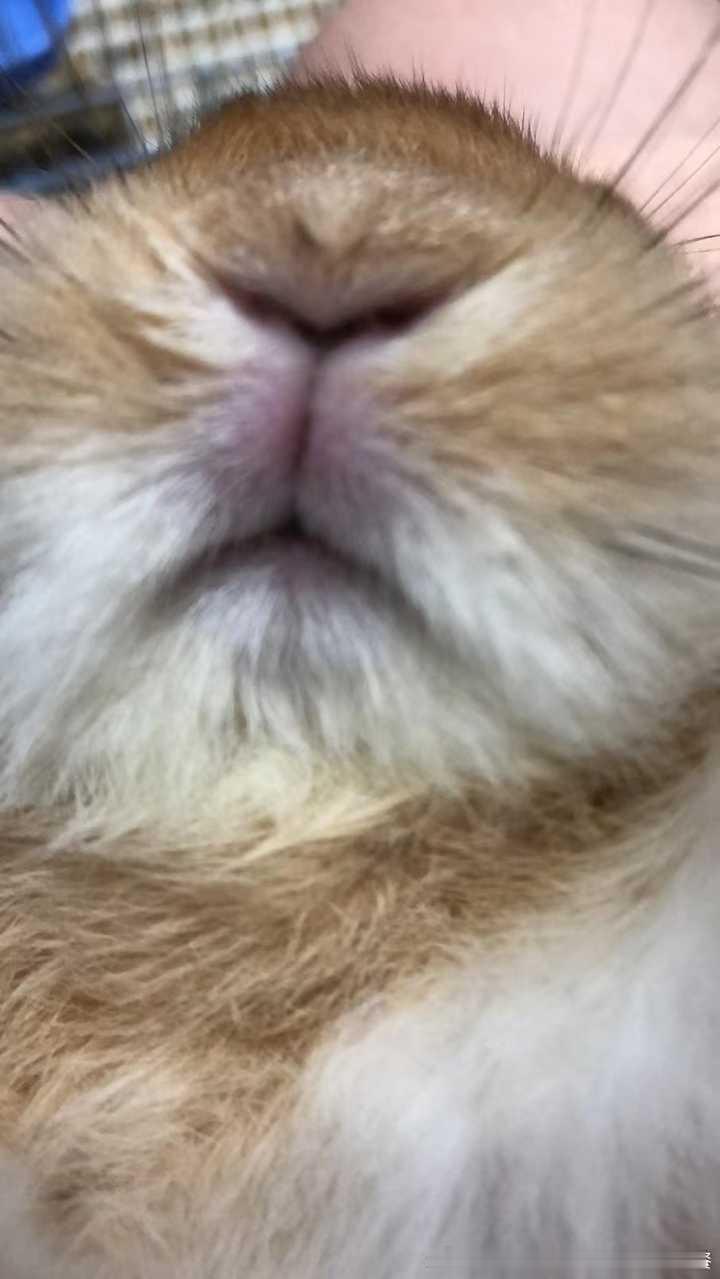 14299🐇【这是14258高柱】给大家看孩子小嘴，是孩子很小的时候拍的 
