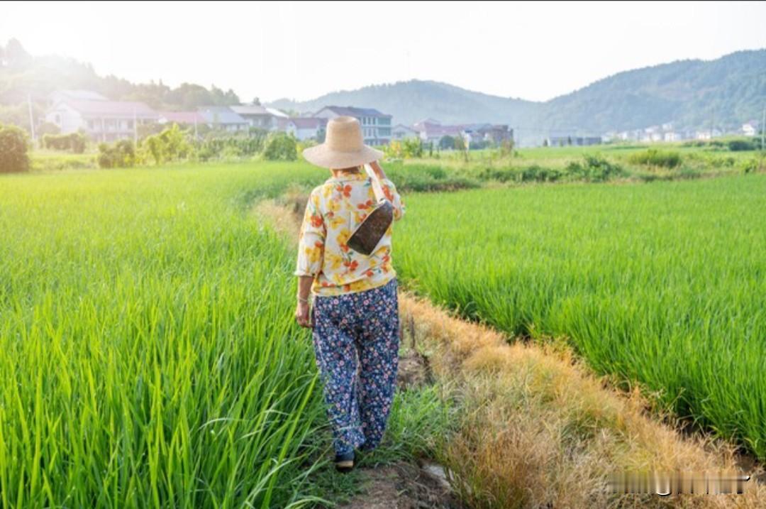 我发现，农村的女人没有几个享福的。村里的一位女人走了，她今年才五十三岁，是出车祸