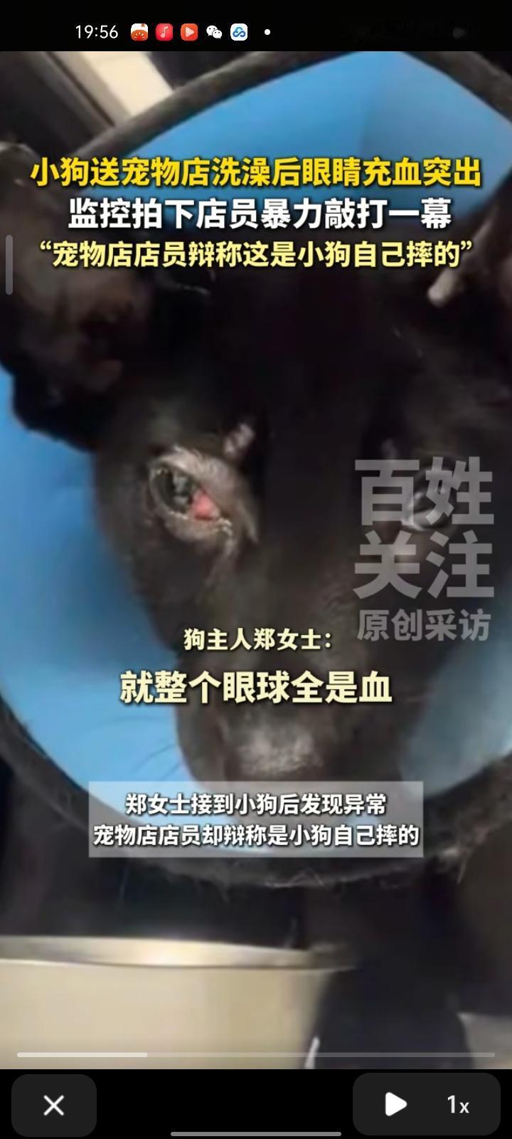 10月22日，恩施州利川市。郑女士将自己两个月大的小狗送去宠物店洗澡，接回后发现