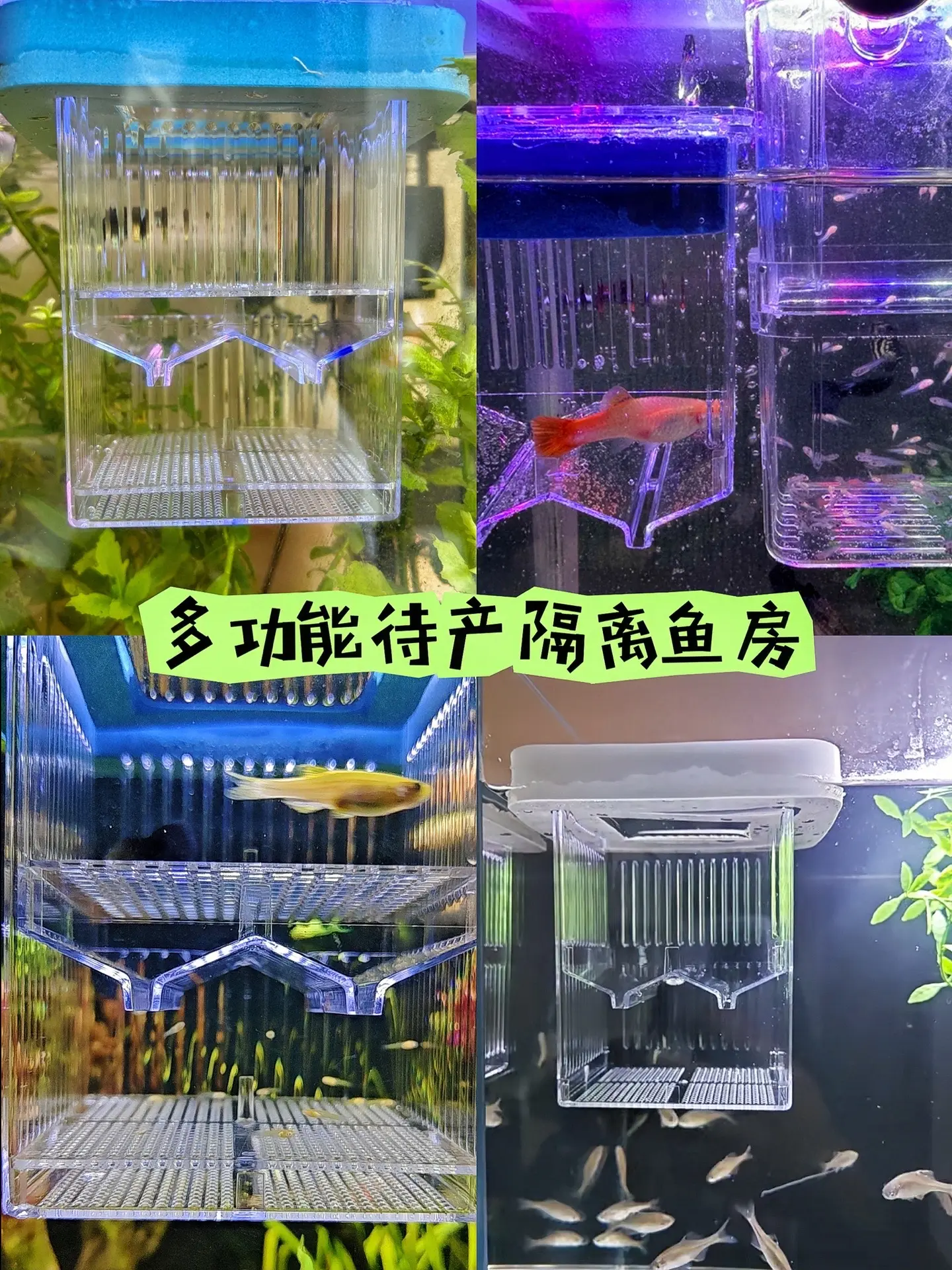 新款漂浮式套装繁殖盒，隔离效果嘎嘎好，接生孔雀鱼需要一个好的产房，超大...