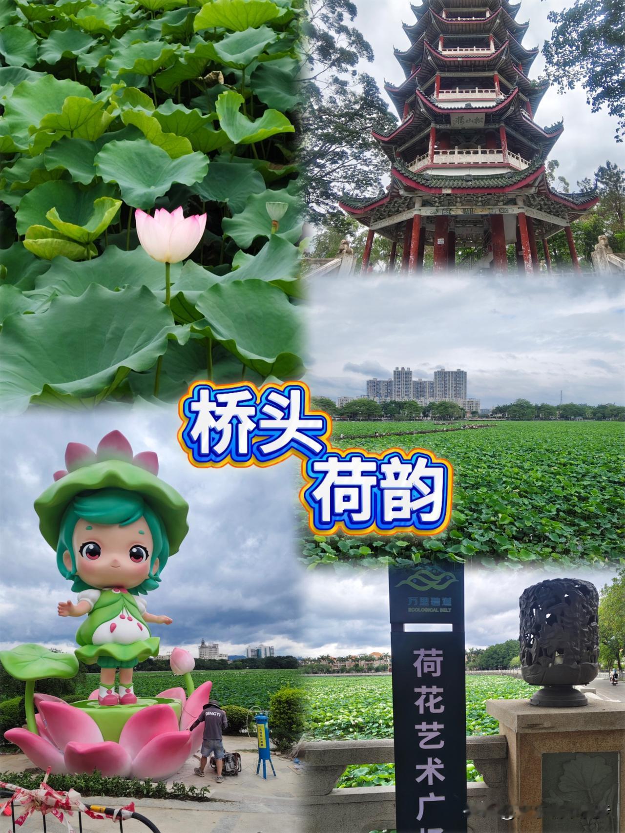 东莞桥头看荷花，现在去合适吗？

专程来到东莞桥头荷花园打卡，给大家打探最新实况