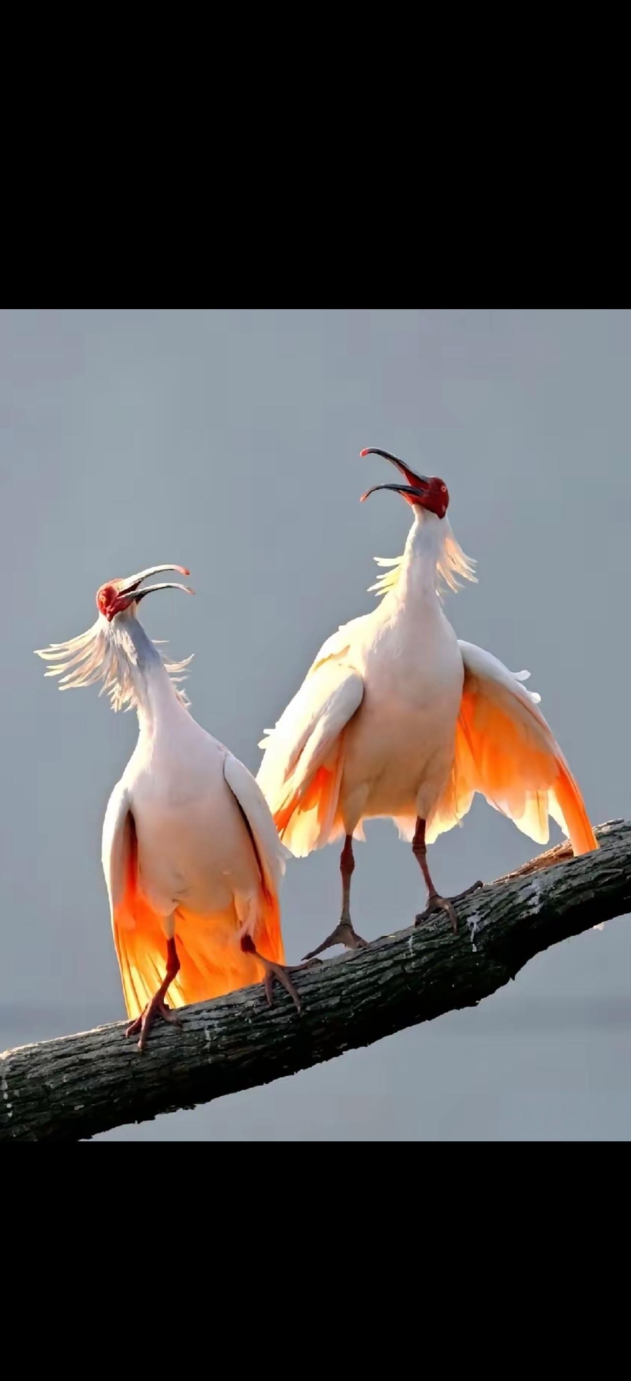 白鹭双栖枝，红嘴映碧波。