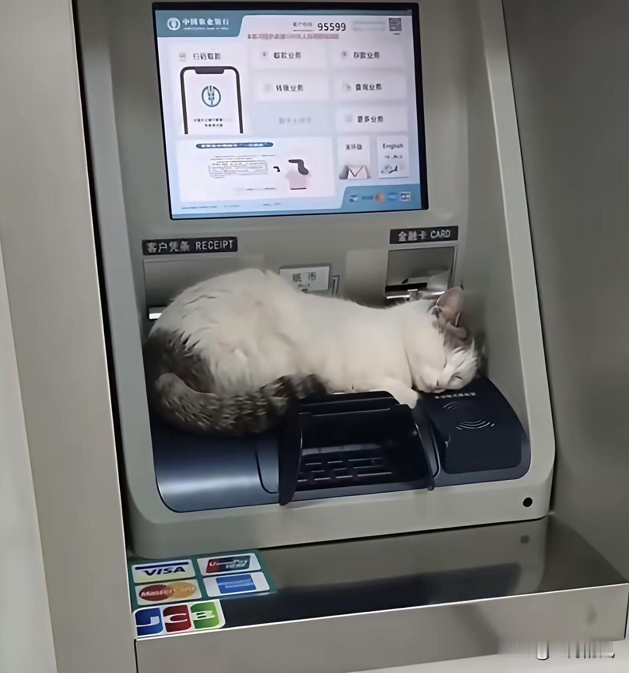 太搞笑了

这只花猫把银行ATM机当成了豪华大床房

往出钞口一蜷

那叫一个四