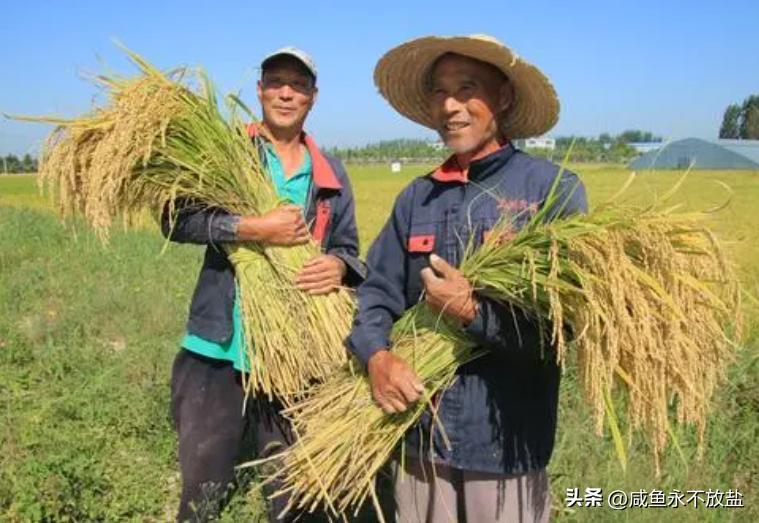 因为杂交水稻的问世，解决了我国数亿人的温饱问题，但在农村却很多人不愿意种高产的杂