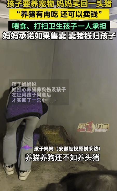 “太有经济头脑了！”贵州平塘，孩子要养宠物。没想到，妈妈买回一头猪让孩子养。妈妈