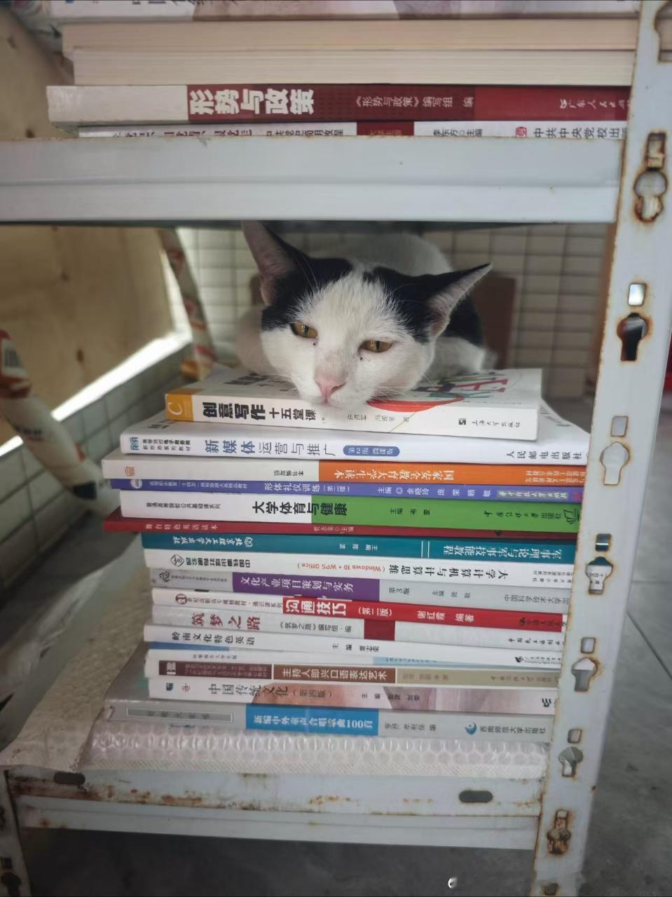 49710【丑猫】霸占快递架试图狙击路过上早八的每一个人 
