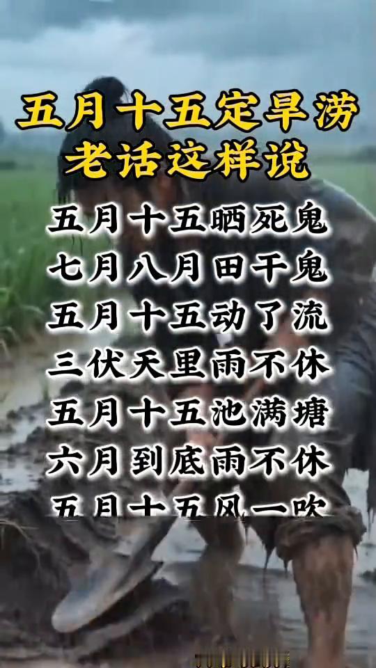 五月十五定早涝，老话这样说。
五月十五晒死鬼，七月八月田千鬼。五月十五动了流，一
