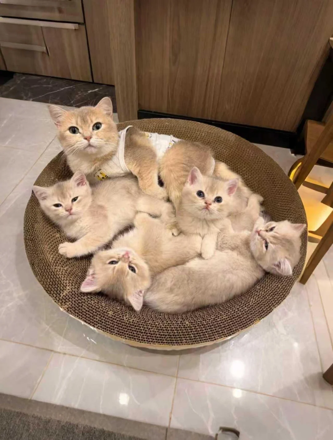 🇭🇰HK買貓💛一窩藍金BB～搵家長