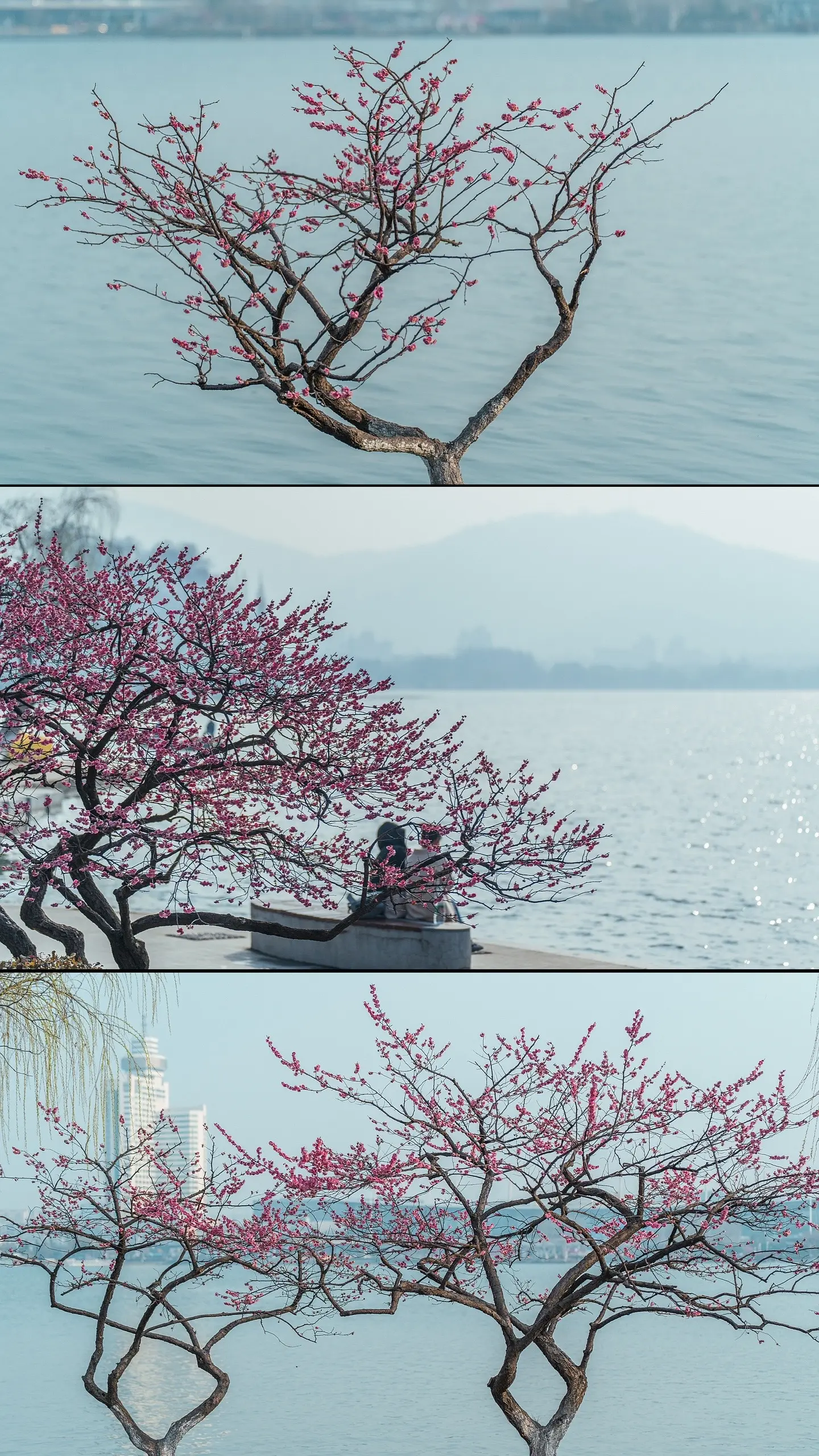 玄武湖边梅花盛开，假装在洱海边