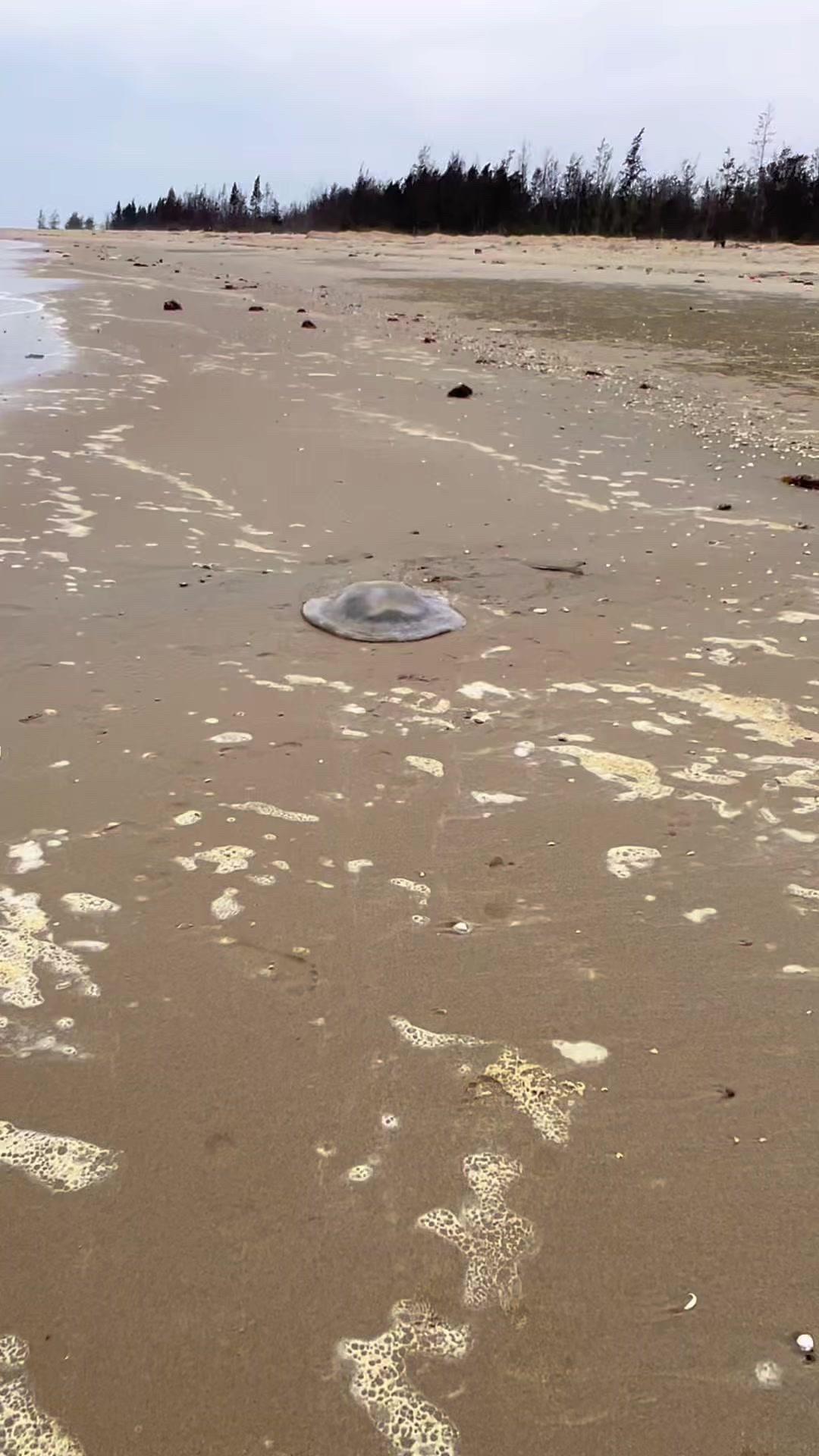海边赶海清水母，守护沙滩环境有妙招！🌊海边总有些废弃水母被冲上岸，几小时就会腐