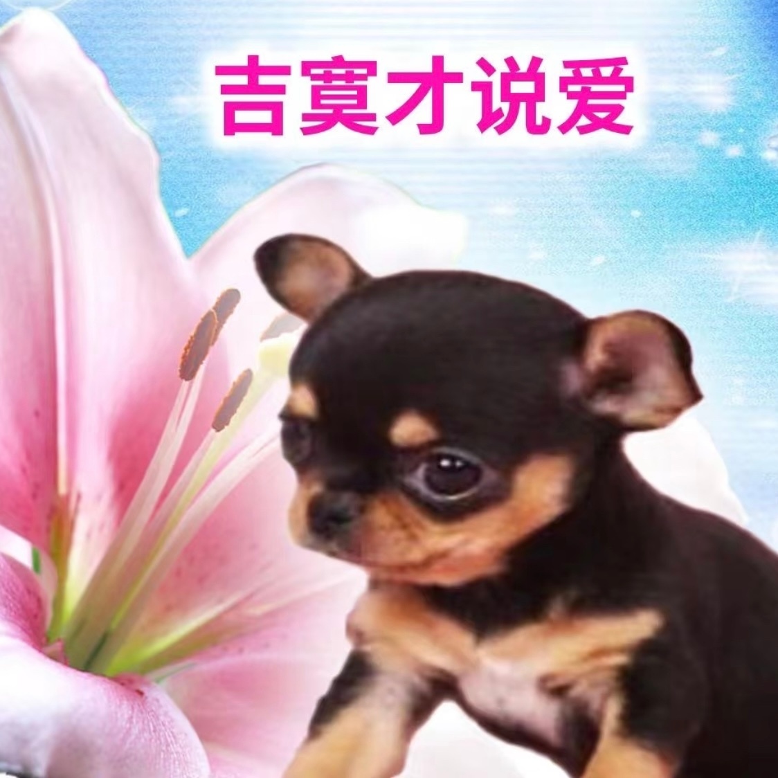 啊哈哈哈，这些表情包好沙雕