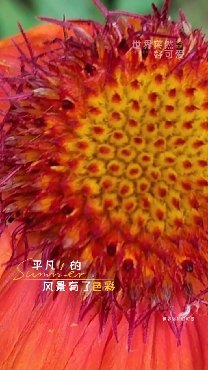世界突然好可爱。
因为你，世界突然好可爱。明媚了起来，平凡的风景有了色彩，无聊的