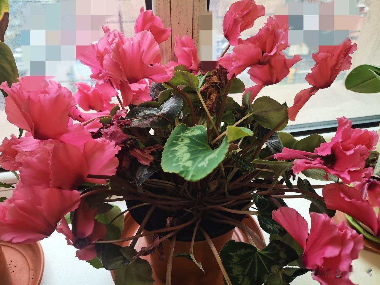 我这勤劳的老蜜蜂，晚上5点，去后院老妈家收拾屋子，尤其是次卧，换床单枕巾，迎接5