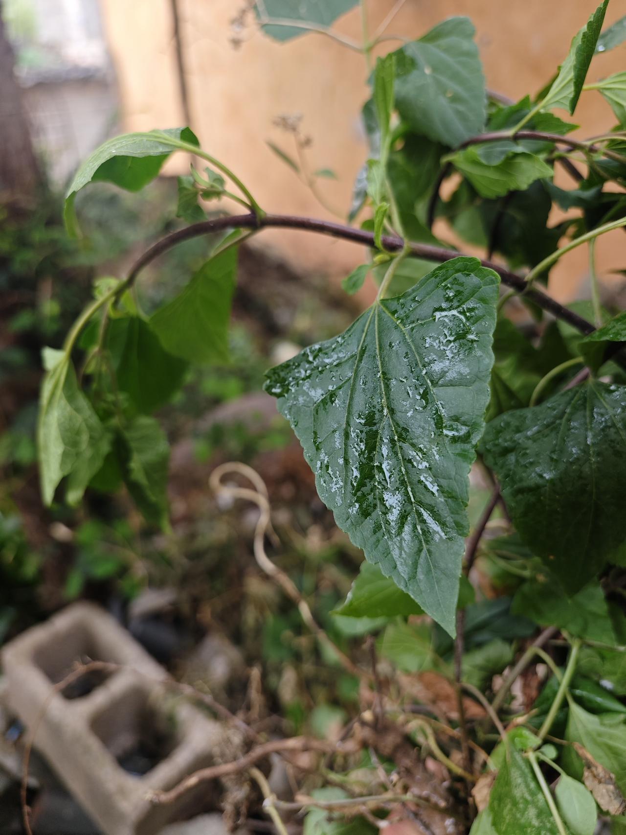 紫茎泽兰，这植物真是让人深恶痛绝！它也叫飞机草，就像植物界的“恶霸”。只要有土壤