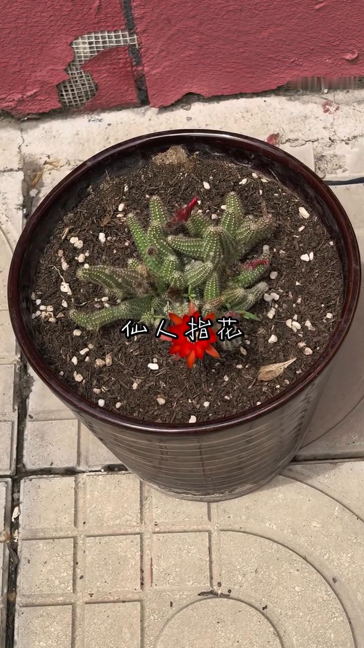 仙人指花。