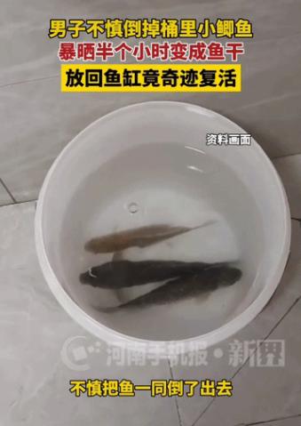 [酸]“解释不清了!” 河南一男子倒水时忘记桶里有条小鱼，一同倒了出去，等他反应