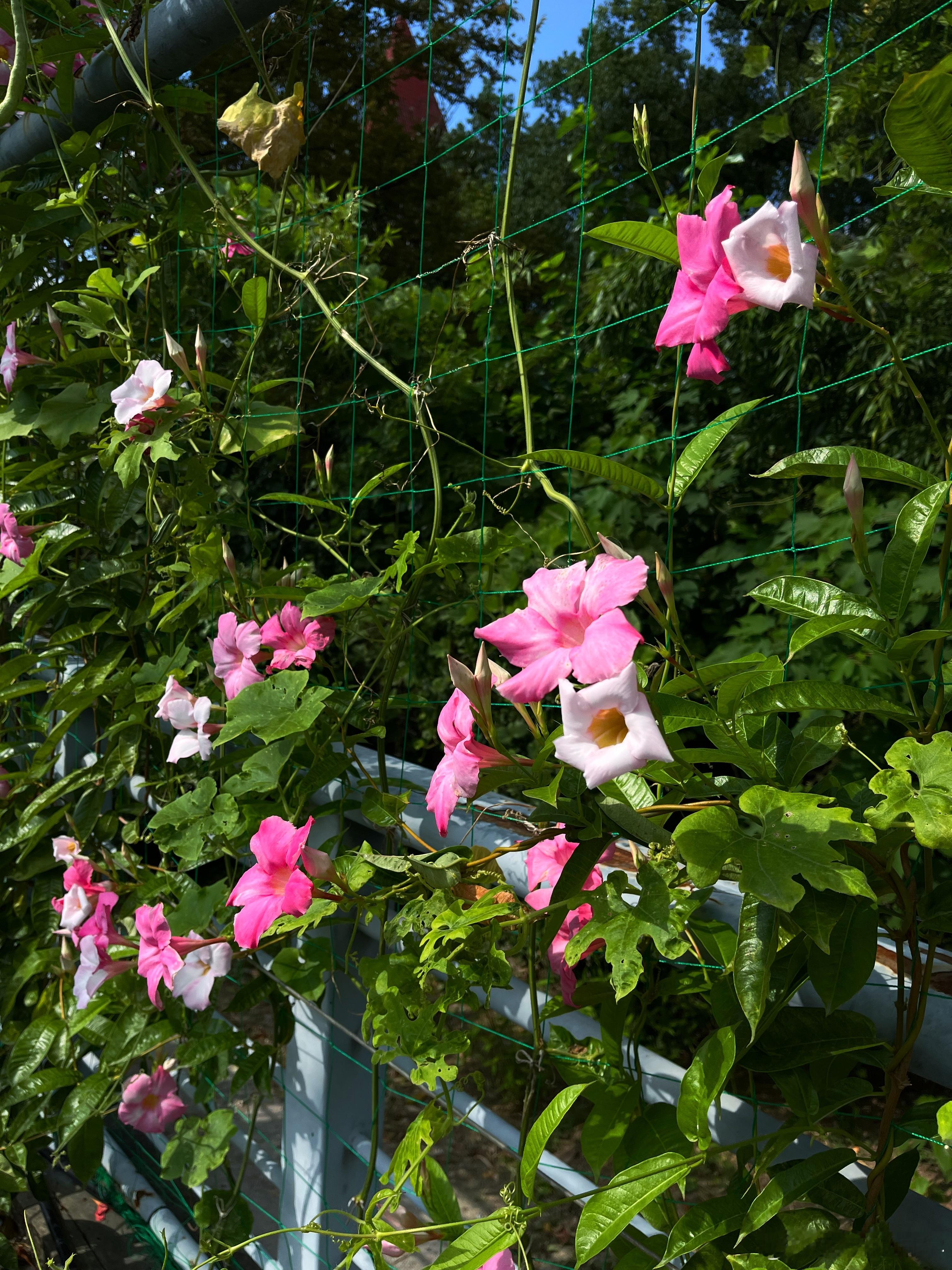 以前没觉得【飘香藤】有多好看，今天却心动异常，可能是因为季节的缘故，马上也种一棵
