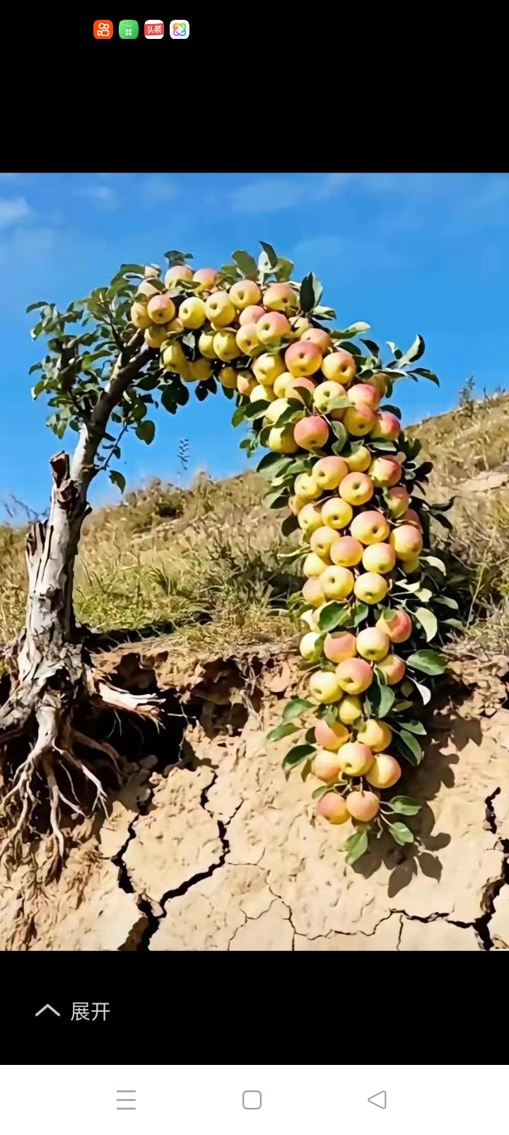 假如农民伯伯的果树都长成这样，他们该多么开心。
如果地下全是玉石，他们就能一夜暴