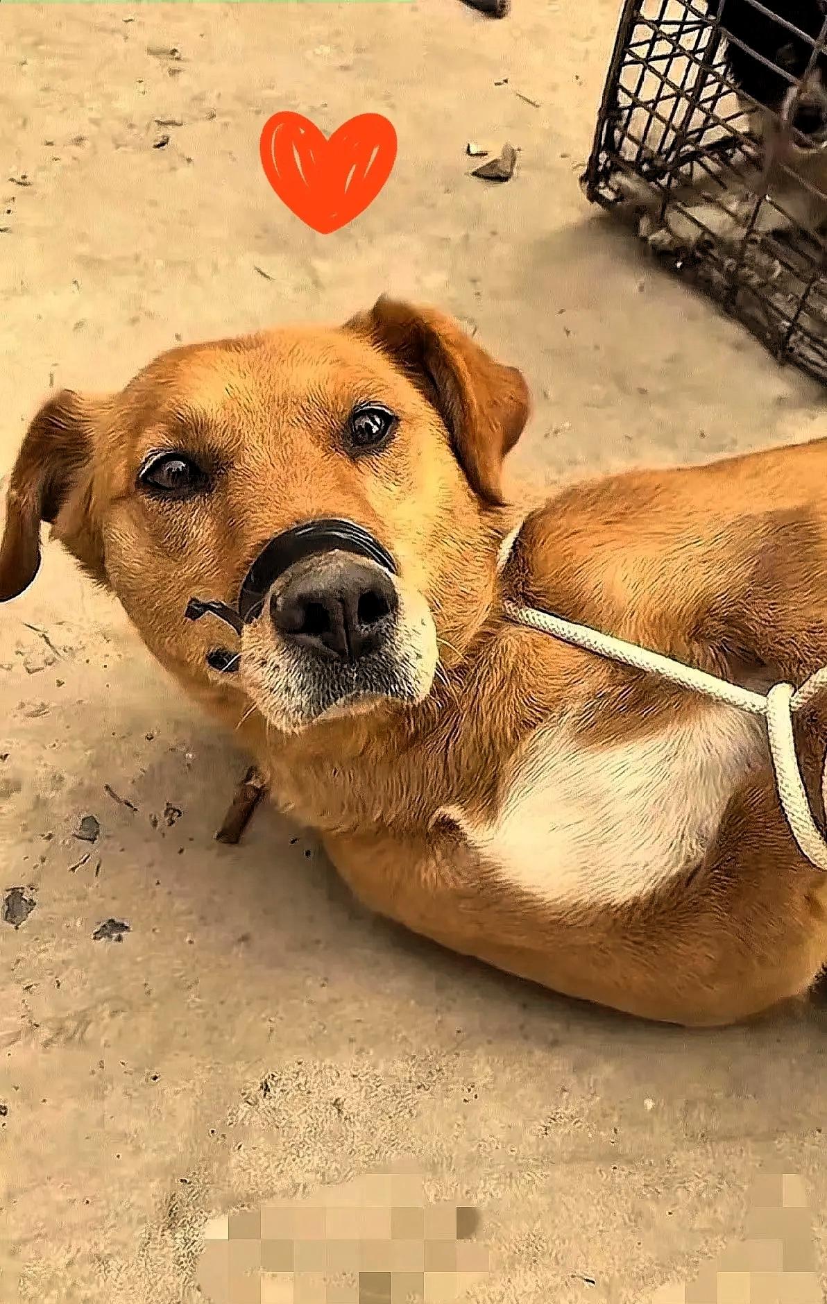 家里老人刚走，男子就把老人生前养的狗狗，卖给了狗肉馆，全程没有丝毫犹豫，这样的做
