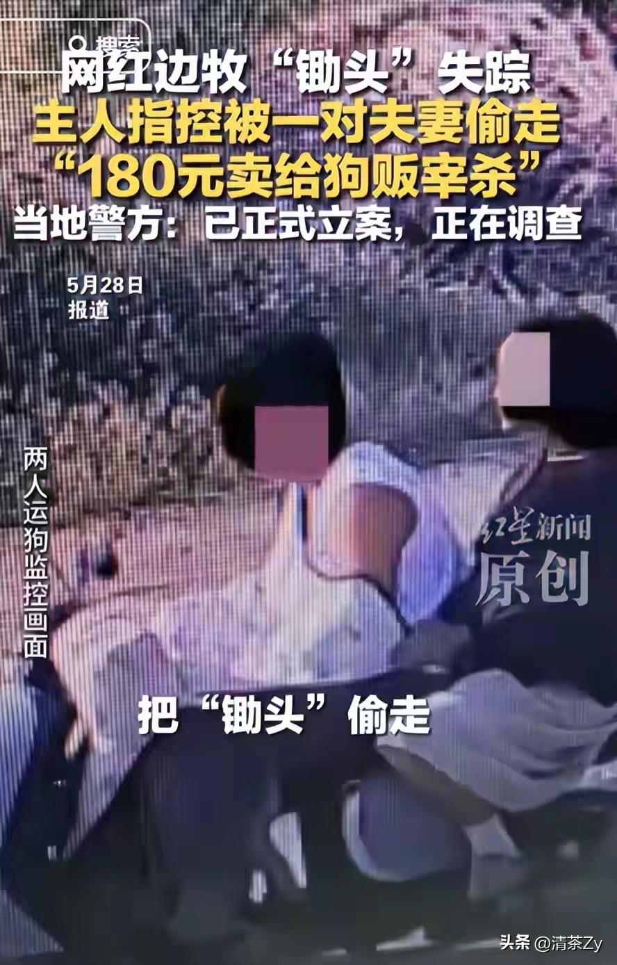 百万粉丝网红边牧“锄头”被偷狗的夫妻俩以180元的价格转卖宰杀，狗主人听到后泪流