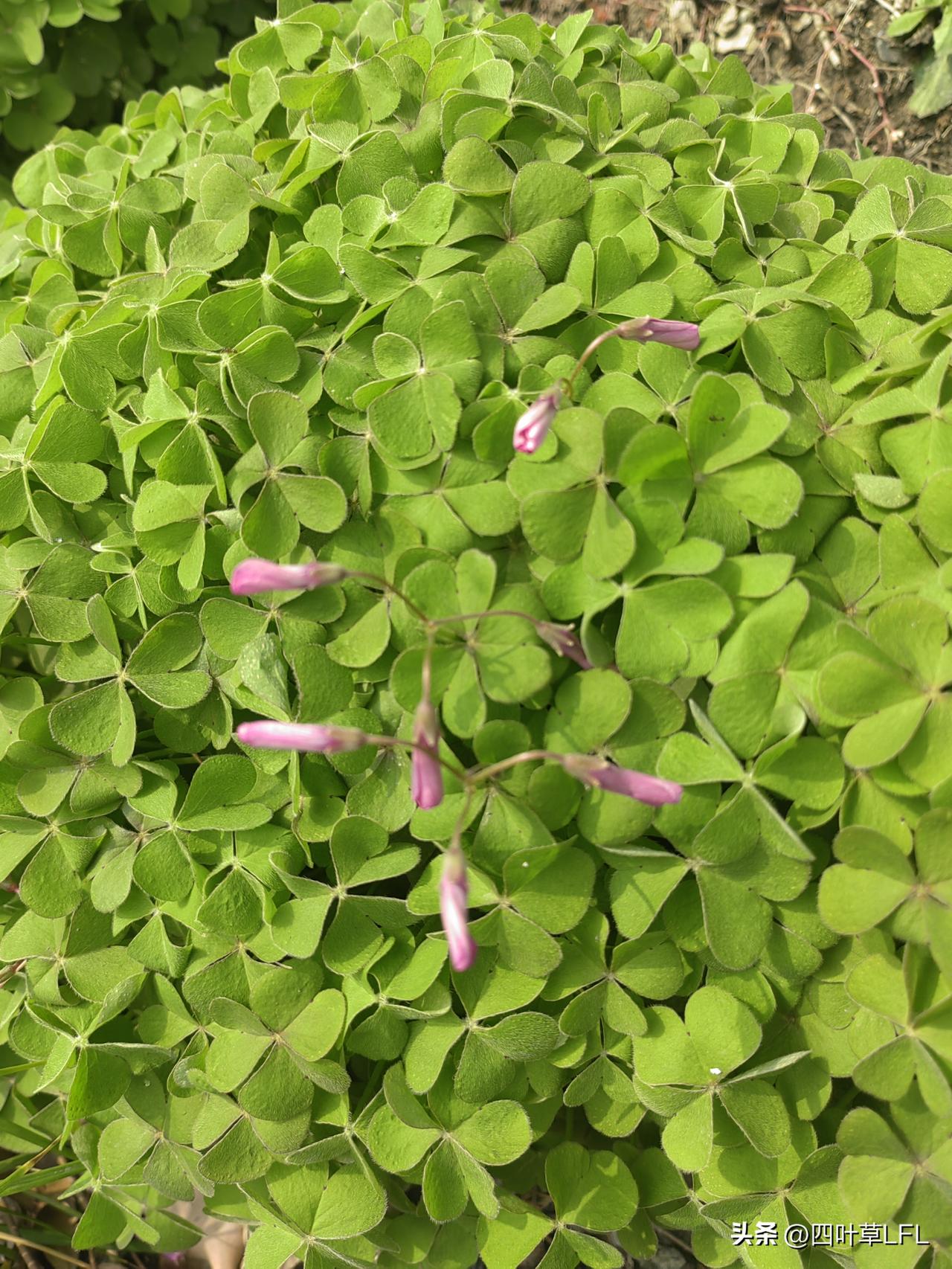 四叶草的幸运之选，绿意盎然，好运连连！四叶草中藏好运，绿意盎然映春光。