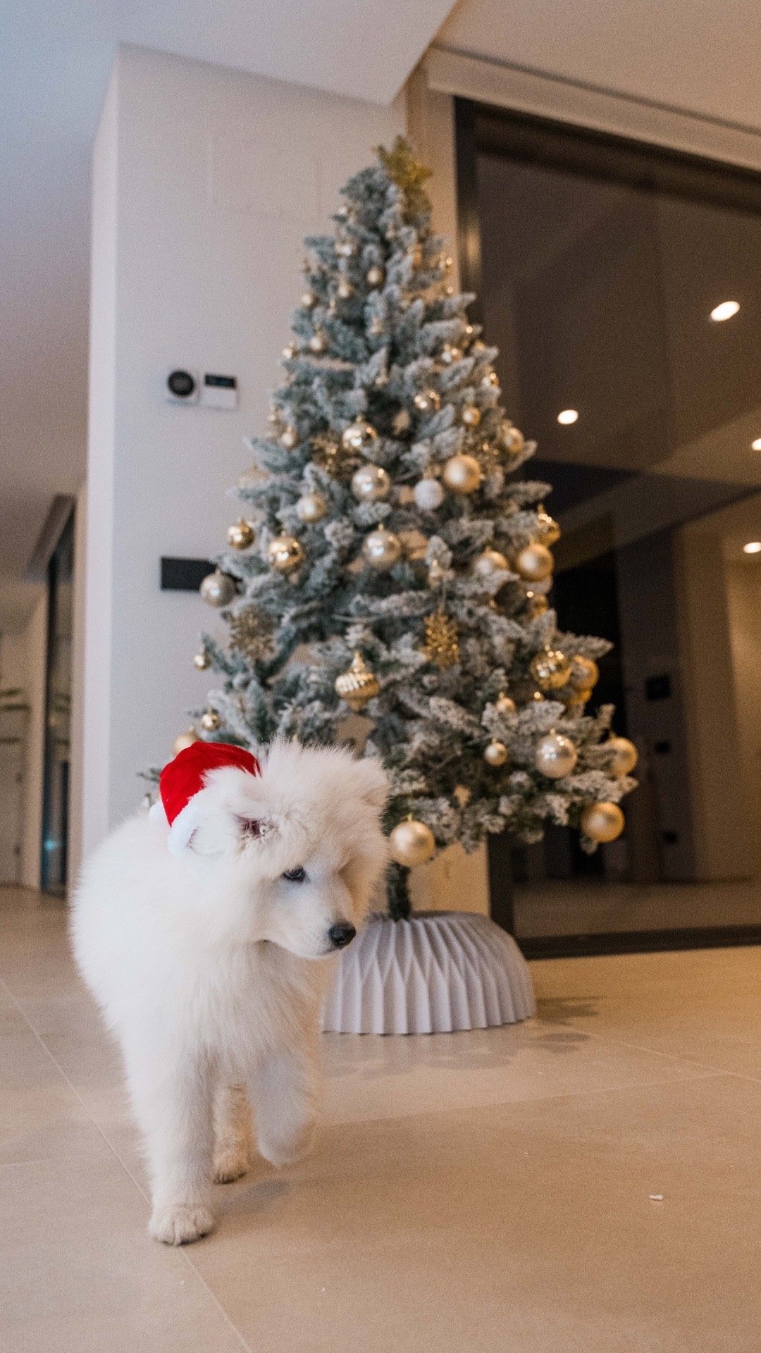 🕷🥰🎄🐶    阿尔瓦雷斯的圣诞夜🎁 阿尔瓦雷斯[超话]  