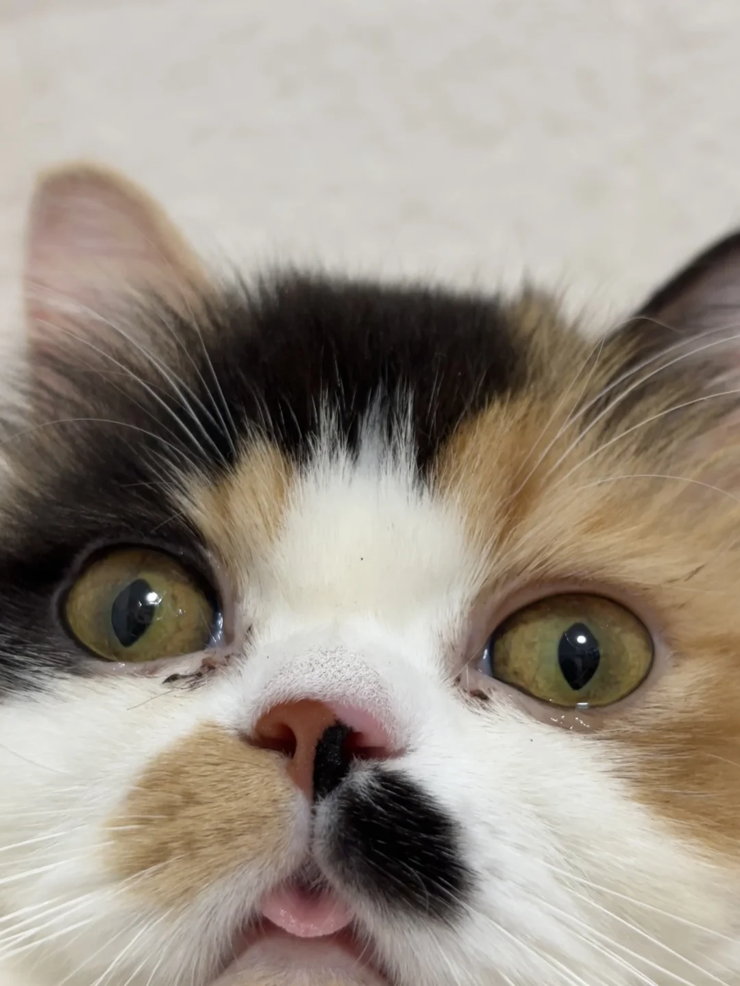 闻到小猫味儿了