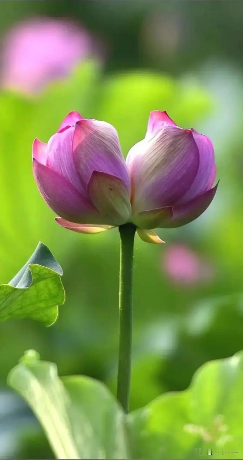 两个儿子的家庭，父母真的会偏心吗？

父母们都会说：手心手背都是肉。感觉自己是公