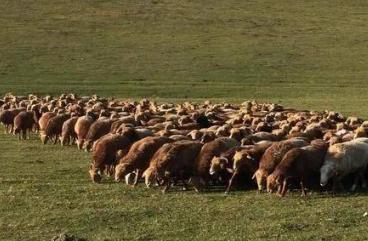 1930年，新疆一位牧民在放羊时，发现羊群突然避开了一片草地。他走近一看，草地上