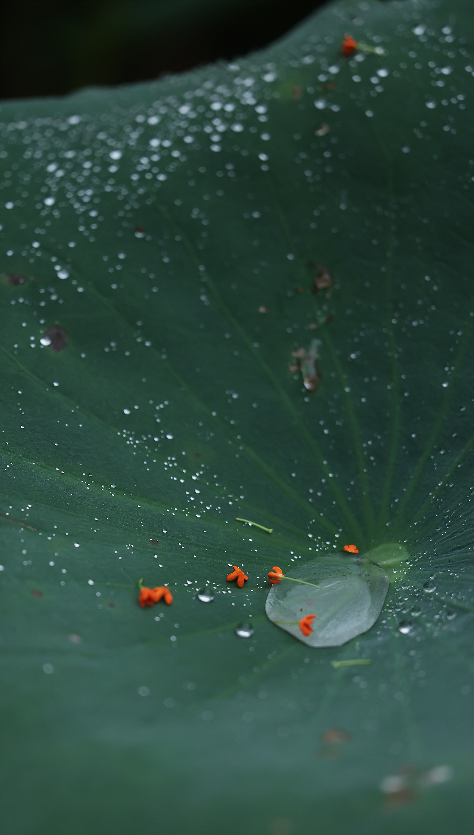 秋天落在了夏天的怀里连雨水都是甜的 ​​​